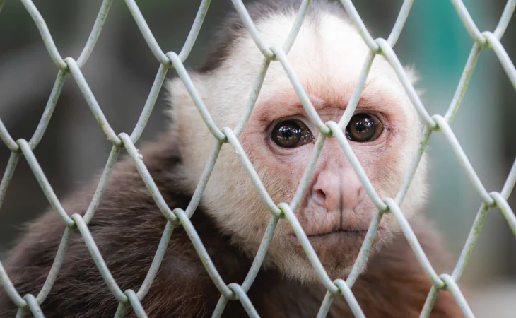 tráfico de fauna — Tráfico de fauna en Semana Santa: autoridades piden denunciar el delito ambienta