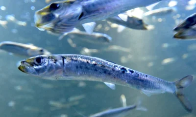 Calentamiento de los mares reduce poblaciones de sardinas en el Caribe colombiano