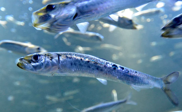 Calentamiento de los mares reduce poblaciones de sardinas en el Caribe colombiano