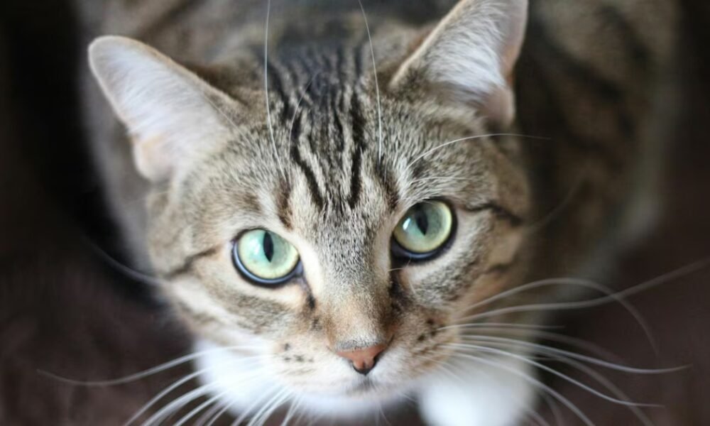 Esta es la multa que se puede evitar si no deja que su gato circule por zonas comunes en los conjuntos