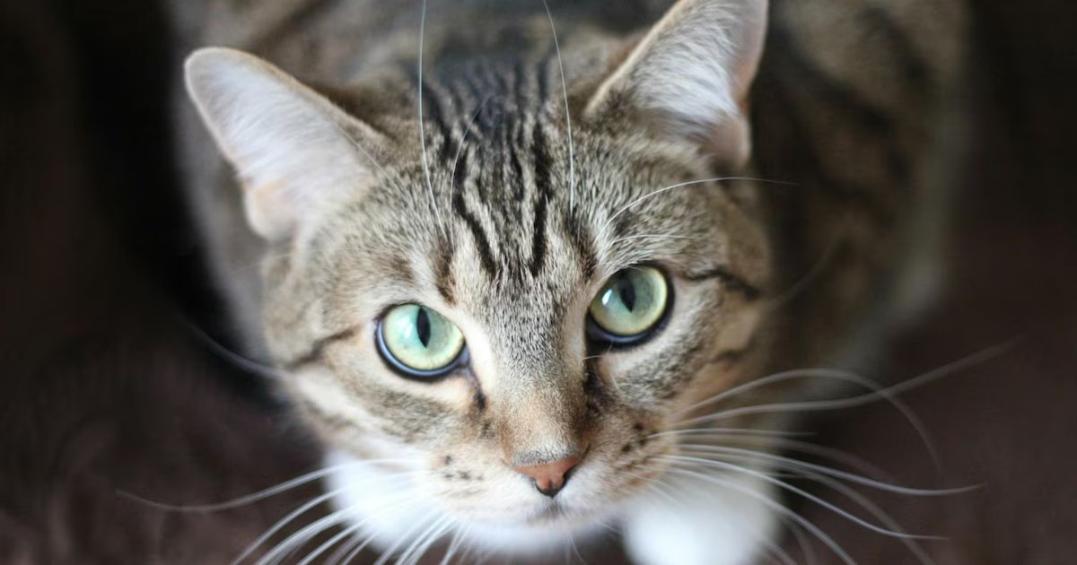 Esta es la multa que se puede evitar si no deja que su gato circule por zonas comunes en los conjuntos