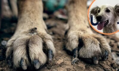 Perro con fracturas fue abandonado dentro de bolsas y costales: pretendían que muriera asfixiado