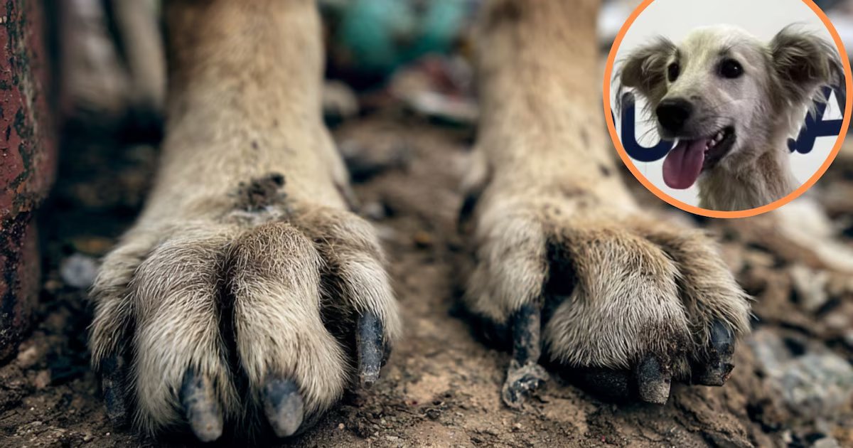 Perro con fracturas fue abandonado dentro de bolsas y costales: pretendían que muriera asfixiado