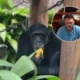Traslado de Yoko a Brasil: denuncian deterioro en condiciones de vida del chimpancé