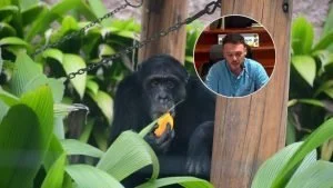 Traslado de Yoko a Brasil: denuncian deterioro en condiciones de vida del chimpancé