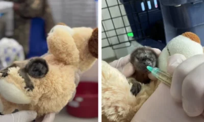 liberación de tití en Rionegro — Liberación de tití en Rionegro: procedimiento de recuperación antes del retorno