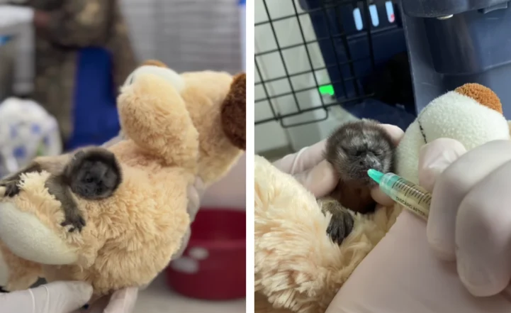 liberación de tití en Rionegro — Liberación de tití en Rionegro: procedimiento de recuperación antes del retorno