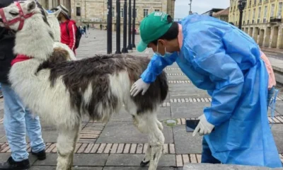 explotación animal en Bogotá — Explotación animal en Bogotá: qué dice el nuevo decreto y por qué es insuficient