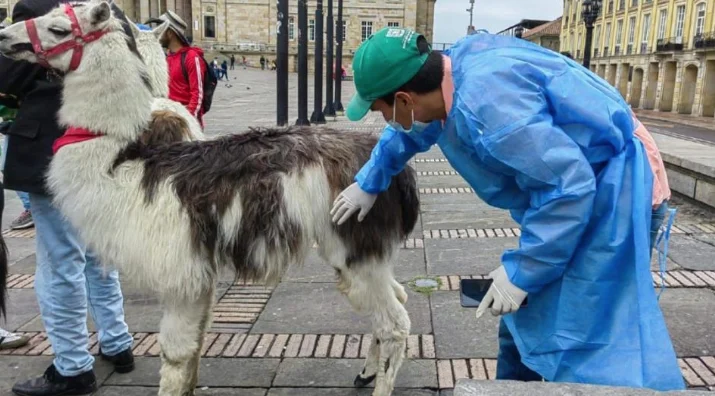 explotación animal en Bogotá — Explotación animal en Bogotá: cuestionan efectividad del nuevo decreto