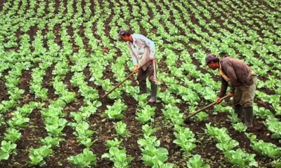 precios de fertilizantes importados — Precios de fertilizantes suben 28% y amenazan inflación en Colombia