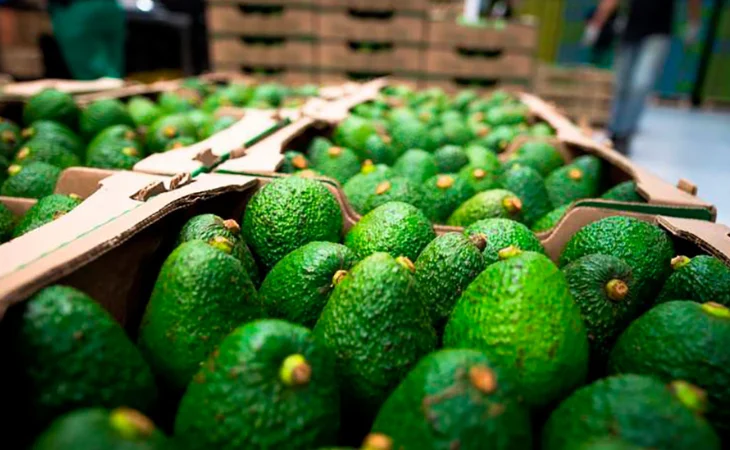 Aguacate colombiano China — Aguacate colombiano China: Oportunidad clave para la expansión exportadora