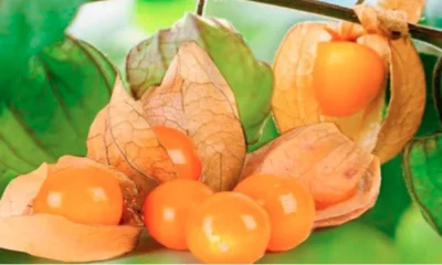 Exportaciones uchuva Colombia — Productores de Uchuva en Colombia Proyectan Recuperación Exportadora para 2026