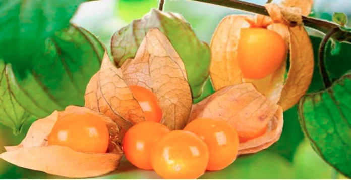 Exportaciones uchuva Colombia — Productores de Uchuva en Colombia Proyectan Recuperación Exportadora para 2026