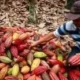 innovación agroalimentaria Risaralda — Risaralda Impulsa la Innovación Agroalimentaria para Reducir Dependencia Externa