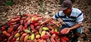 innovación agroalimentaria Risaralda — Risaralda Impulsa la Innovación Agroalimentaria para Reducir Dependencia Externa