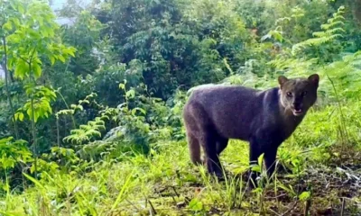 Red OTUS fauna silvestre — Red OTUS registra 339 especies de fauna silvestre en Colombia con cámaras trampa
