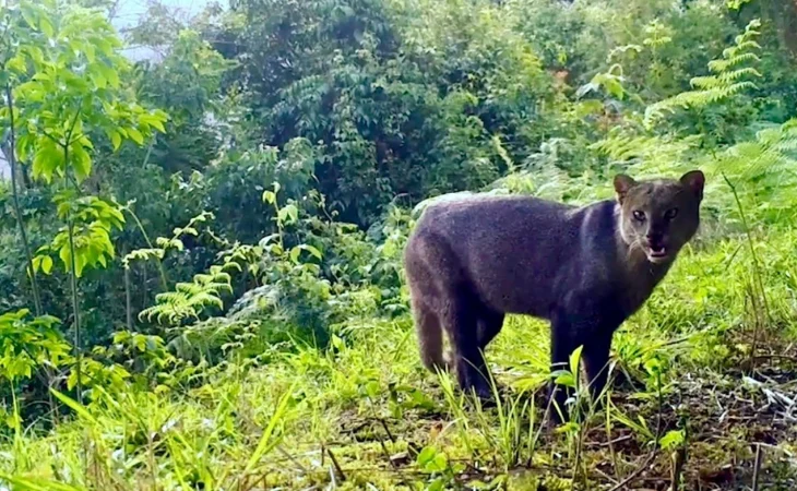 Red OTUS fauna silvestre — Red OTUS registra 339 especies de fauna silvestre en Colombia con cámaras trampa