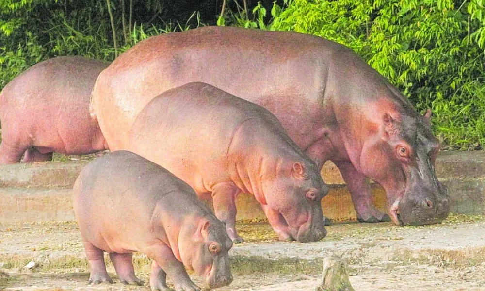 eutanasia hipopótamos Colombia — Controversia por plan de eutanasia a hipopótamos en Colombia