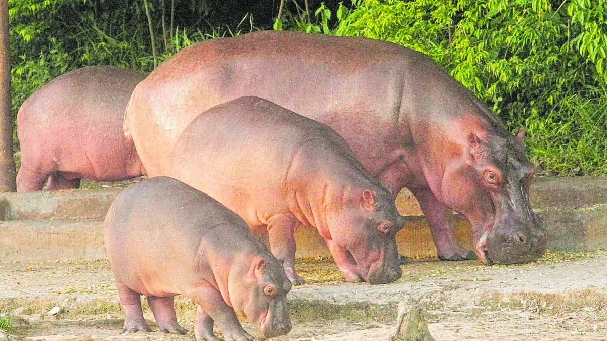 eutanasia hipopótamos Colombia — Controversia por plan de eutanasia a hipopótamos en Colombia