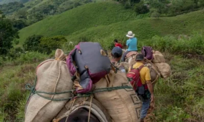 desplazamiento de familias en Nariño — Desplazamiento de familias en Nariño: 219 personas huyen de la violencia