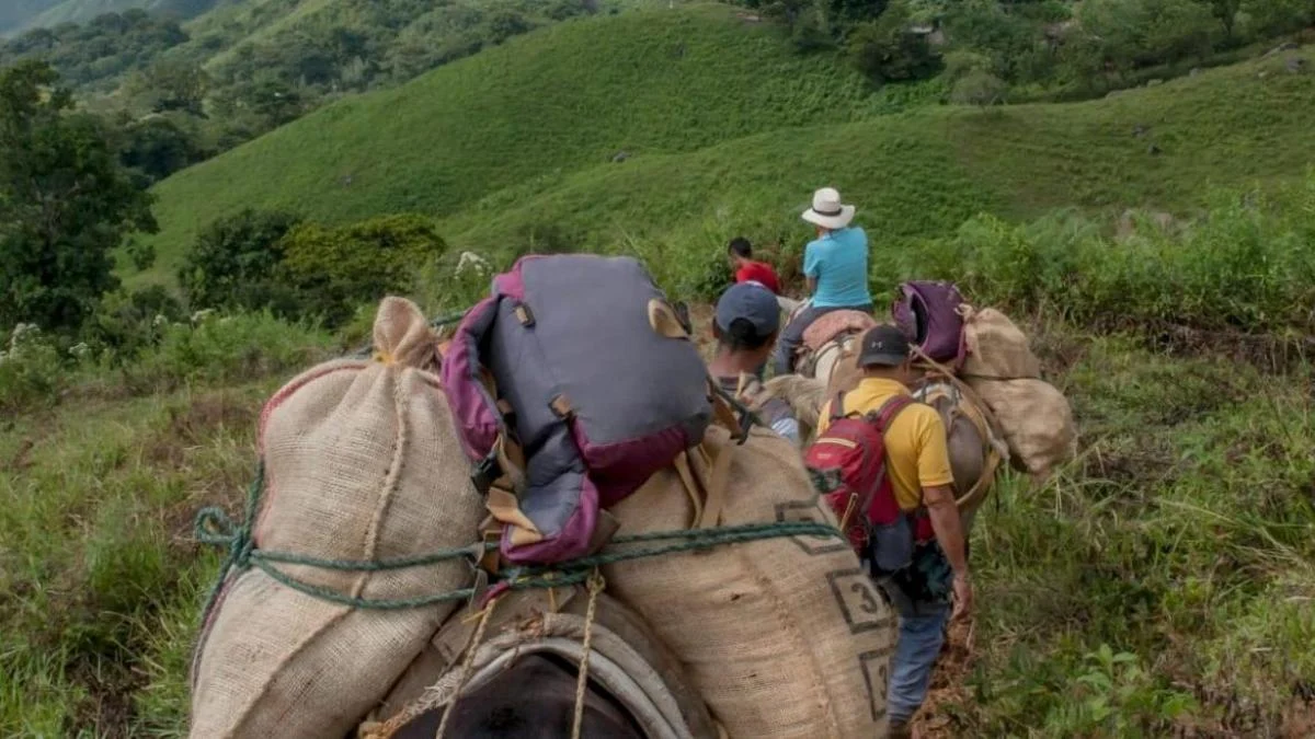 desplazamiento de familias en Nariño — Desplazamiento de familias en Nariño: 219 personas huyen de la violencia