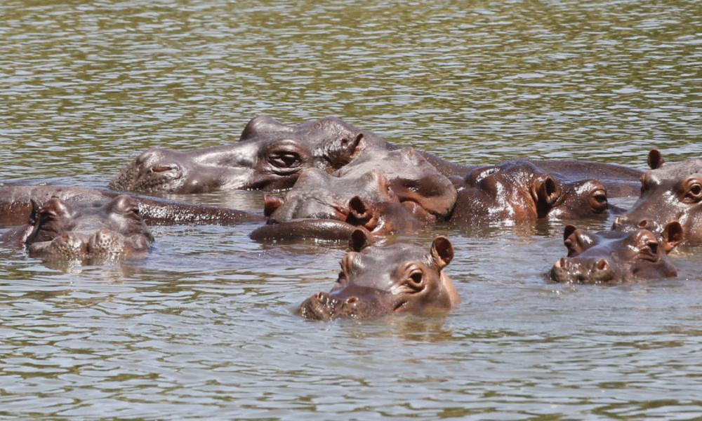 Hipopótamos en Antioquia — Ministerio de Ambiente autoriza eutanasia para hipopótamos en Antioquia