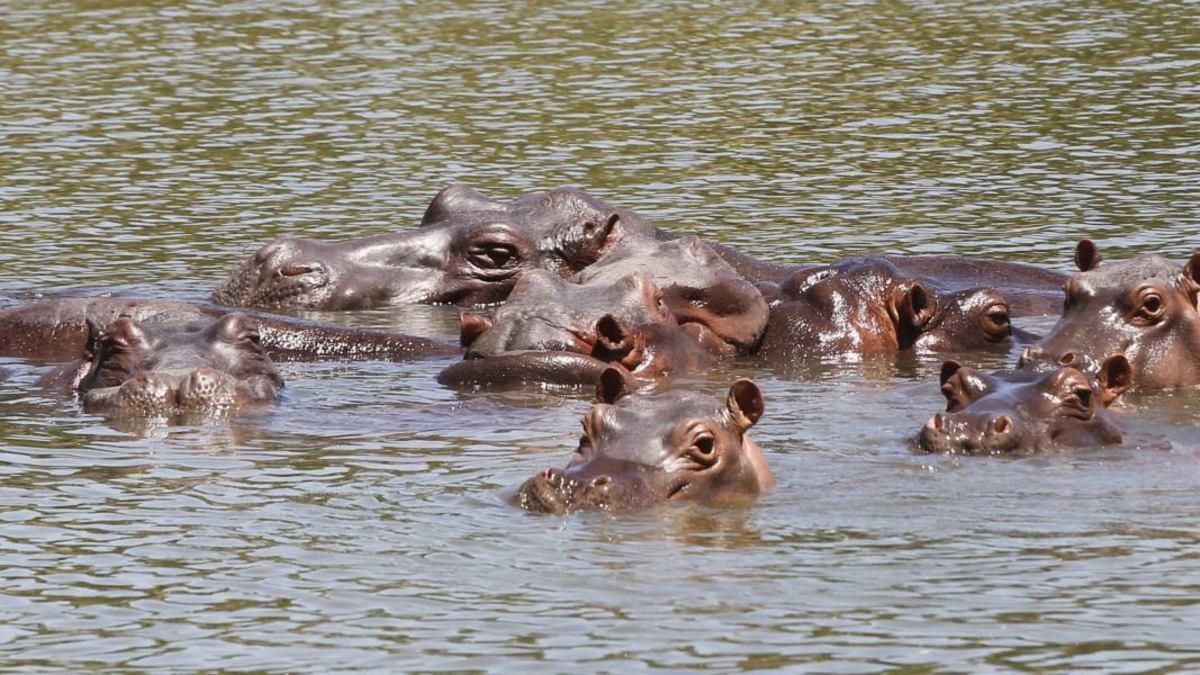 Hipopótamos en Antioquia — Ministerio de Ambiente autoriza eutanasia para hipopótamos en Antioquia