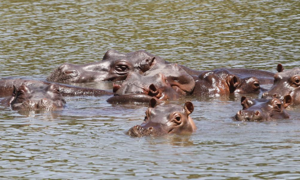 hipopótamos Pablo Escobar — Multimillonario de la India ofrece traslado para hipopótamos Pablo Escobar