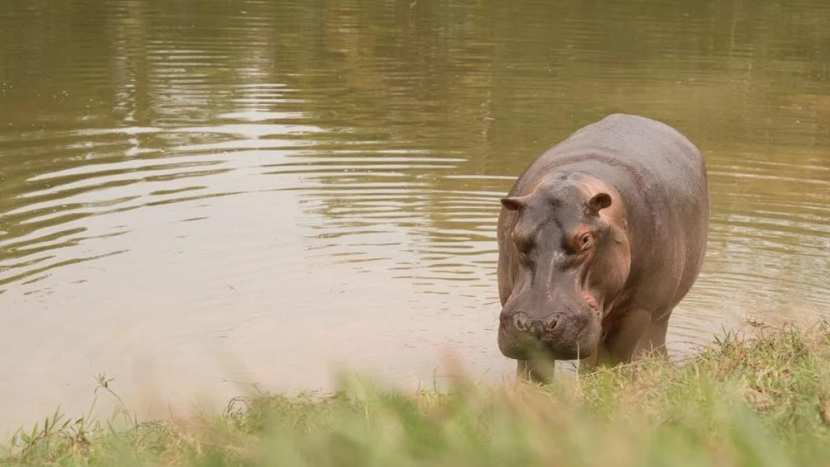 Manejo hipopótamos Antioquia — Antioquia Propone Rutas Alternativas para Manejo de Hipopótamos