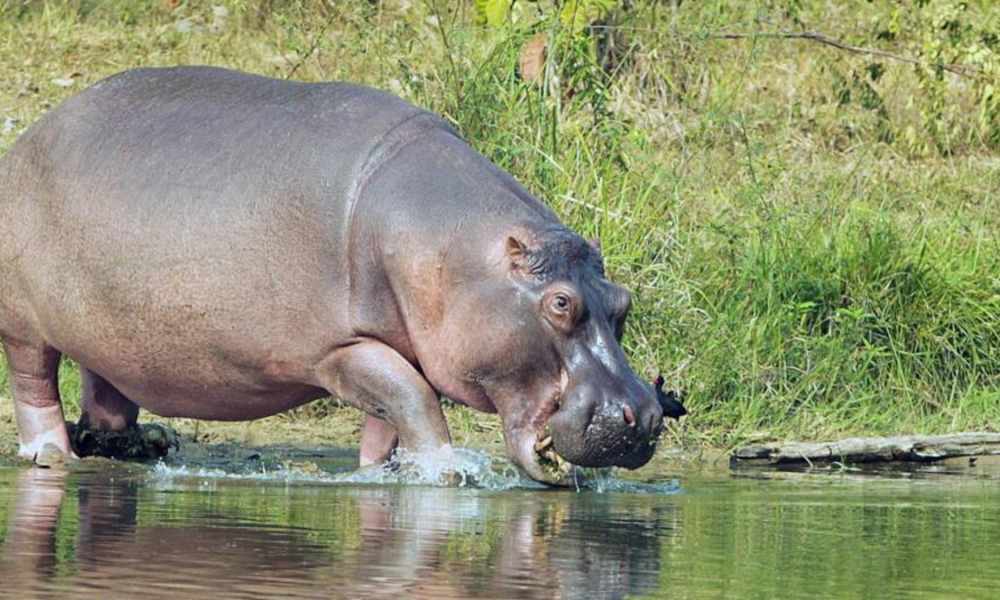 especies invasoras Colombia — Especies invasoras Colombia: Un desafío crítico para la biodiversidad nacional