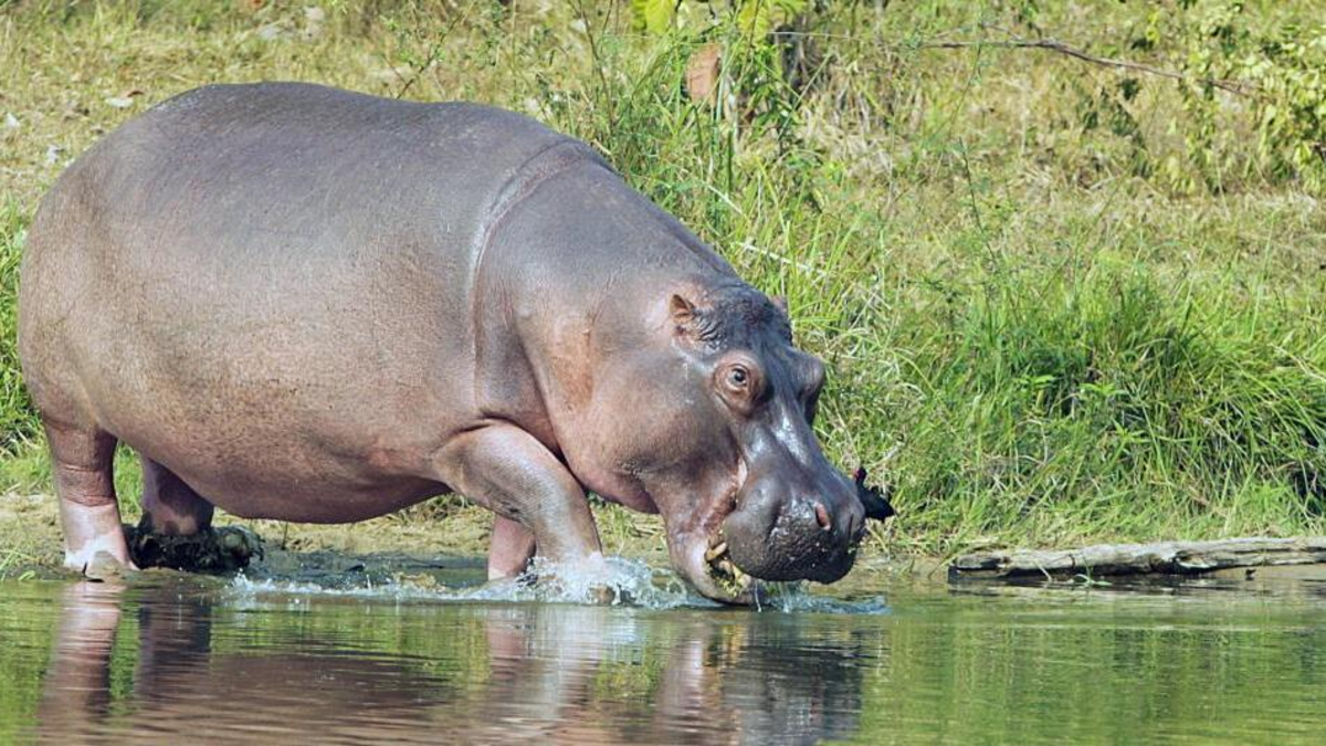 especies invasoras Colombia — Especies invasoras Colombia: Un desafío crítico para la biodiversidad nacional