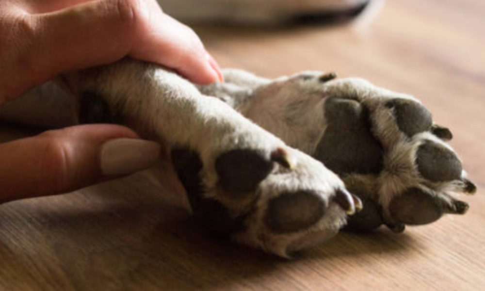 Maltrato animal Bucaramanga — Maltrato animal Bucaramanga: Indignación por fallecimiento de perrita Kira en ba