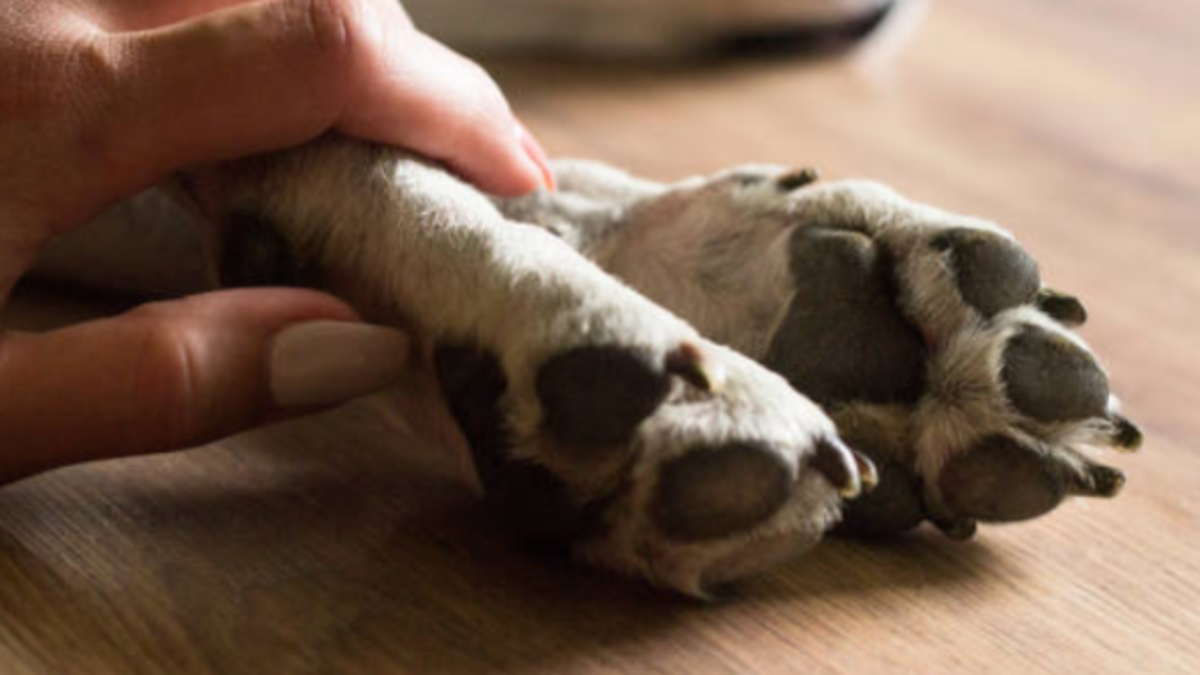 Maltrato animal Bucaramanga — Maltrato animal Bucaramanga: Indignación por fallecimiento de perrita Kira en ba