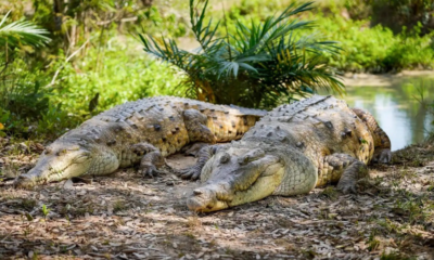 canibalismo caimanes llaneros — Canibalismo caimanes llaneros: Crisis en estación de la Universidad Nacional de