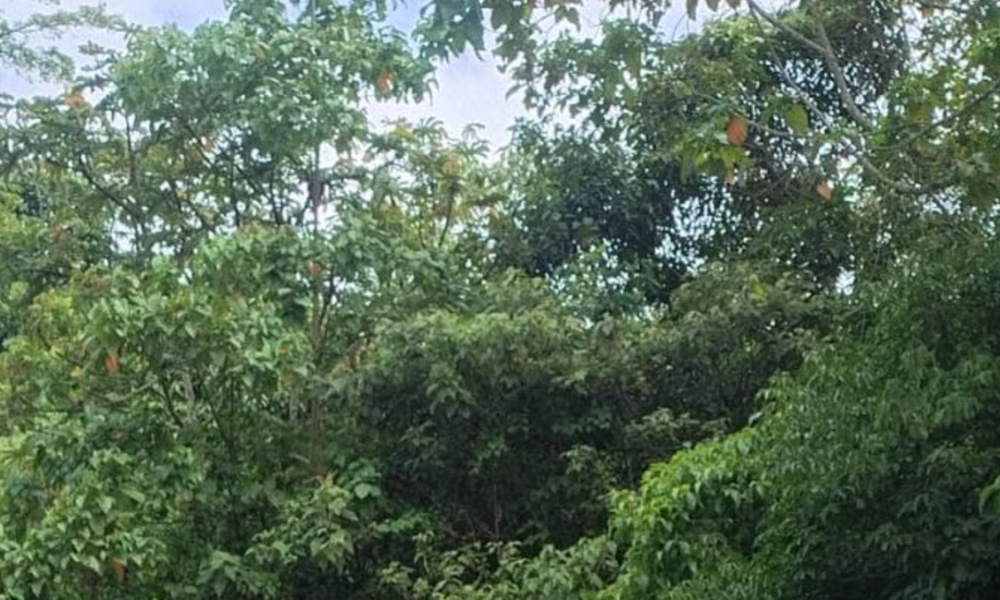 cilindros con explosivos — Cilindros con explosivos cierran Panamericana en Cauca: Ejército desactiva artef