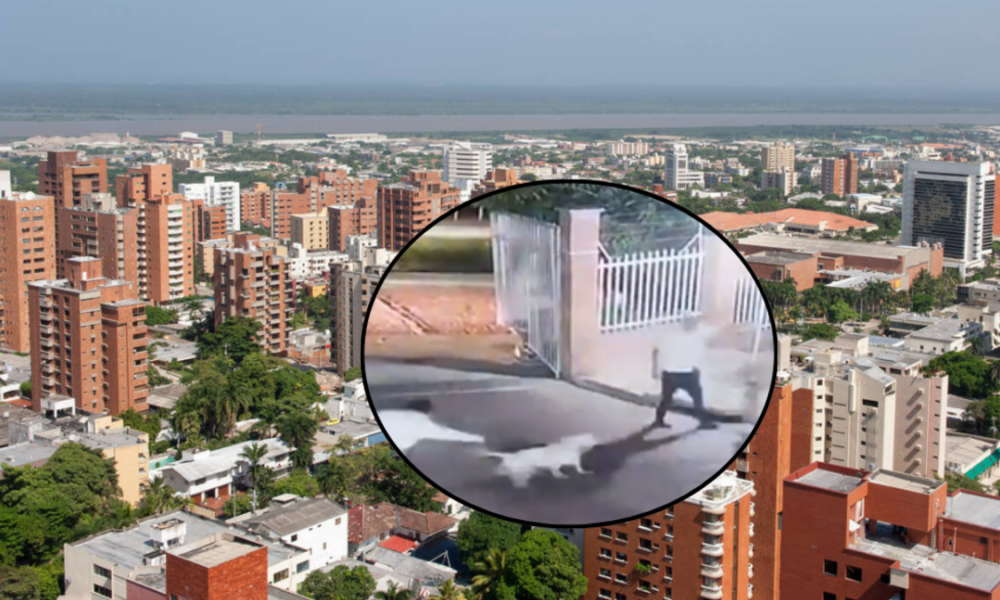 ataque de perro sin bozal — Ataque de perro sin bozal en Barranquilla: pitbull mata mascota en conjunto resi