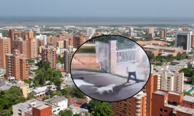 ataque de perro sin bozal — Ataque de perro sin bozal en Barranquilla: pitbull mata mascota en conjunto resi