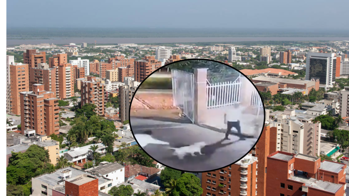 ataque de perro sin bozal — Ataque de perro sin bozal en Barranquilla: pitbull mata mascota en conjunto resi