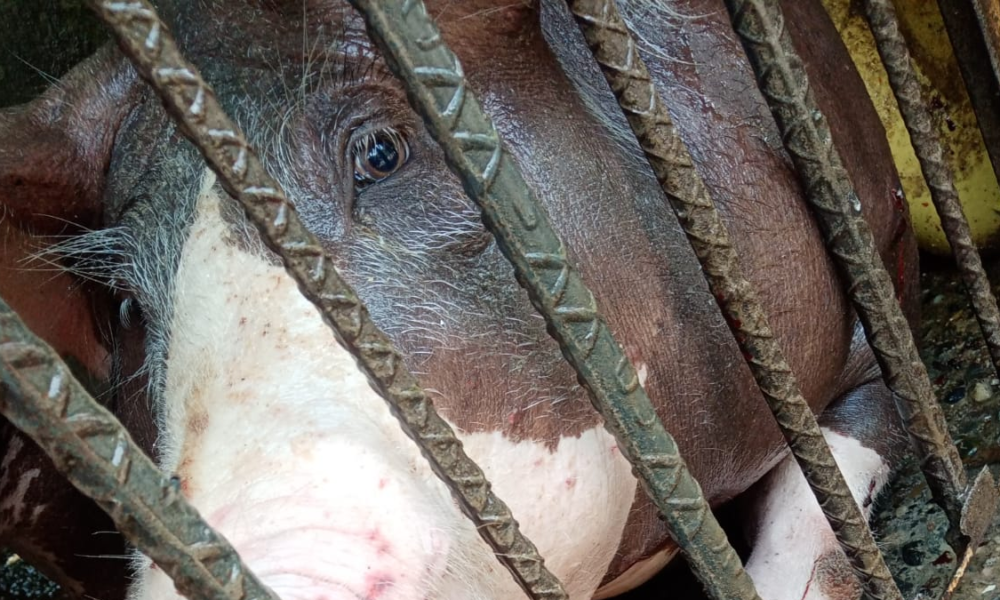 ataques drones Jamundí — Ataques con drones y fusiles afectan fincas en Jamundí, Valle