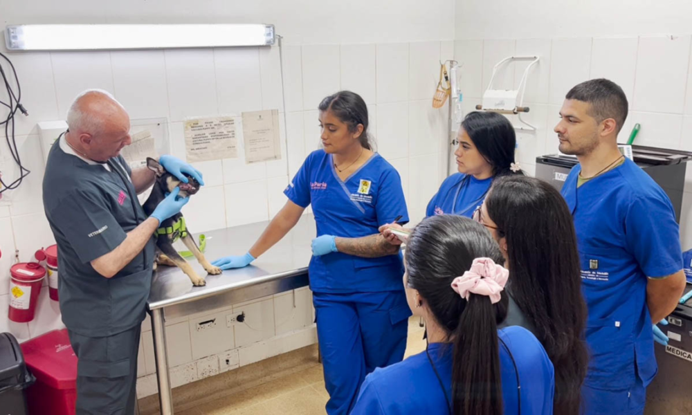 primeros auxilios mascotas Medellín — Curso de primeros auxilios para mascotas fortalece bienestar animal en Medellín