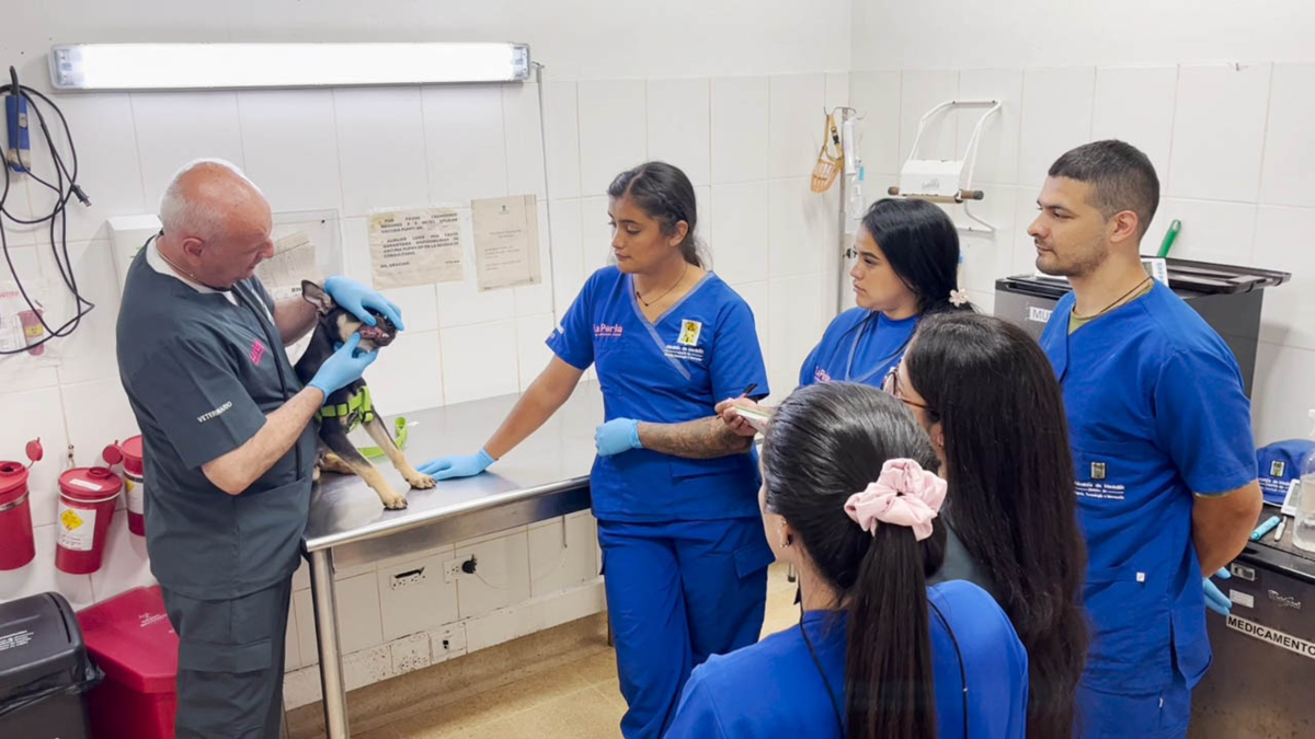 primeros auxilios mascotas Medellín — Curso de primeros auxilios para mascotas fortalece bienestar animal en Medellín