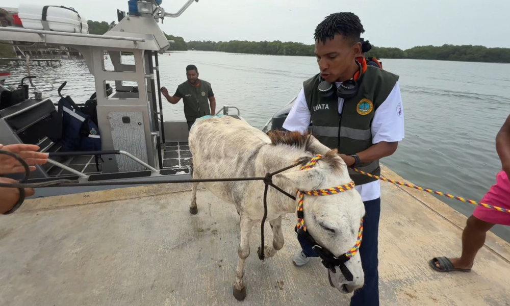 rescate burro Apolo — Rescate del burro Apolo en Cartagena: Plan integral de recuperación y alerta por