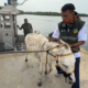 rescate burro Apolo — Rescate del burro Apolo en Cartagena: Plan integral de recuperación y alerta por