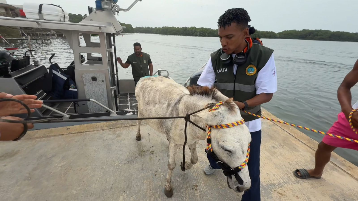 rescate burro Apolo — Rescate del burro Apolo en Cartagena: Plan integral de recuperación y alerta por