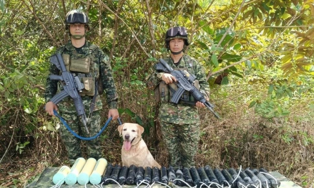 depósito explosivos Nariño — Ejército destruye depósito explosivos Nariño y evita atentado en Barbacoas