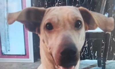 multa maltrato animal — Multa de $87 Millones por Maltrato Animal en Bucaramanga: Caso Perrita 'Kira'