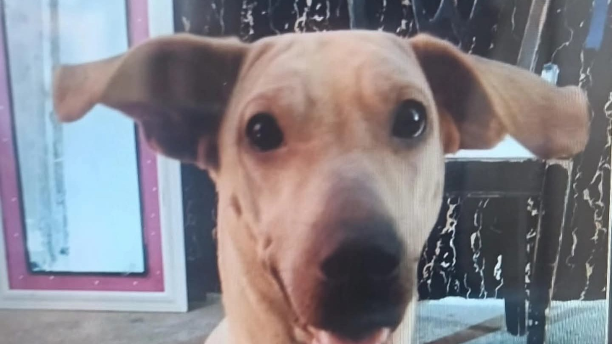 multa maltrato animal — Multa de $87 Millones por Maltrato Animal en Bucaramanga: Caso Perrita 'Kira'