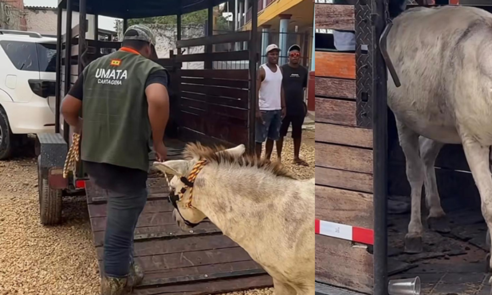 Rescate burro Cartagena — Rescate burro Cartagena: Salvan equino maltratado en Isla Grande