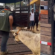 Rescate burro Cartagena — Rescate burro Cartagena: Salvan equino maltratado en Isla Grande