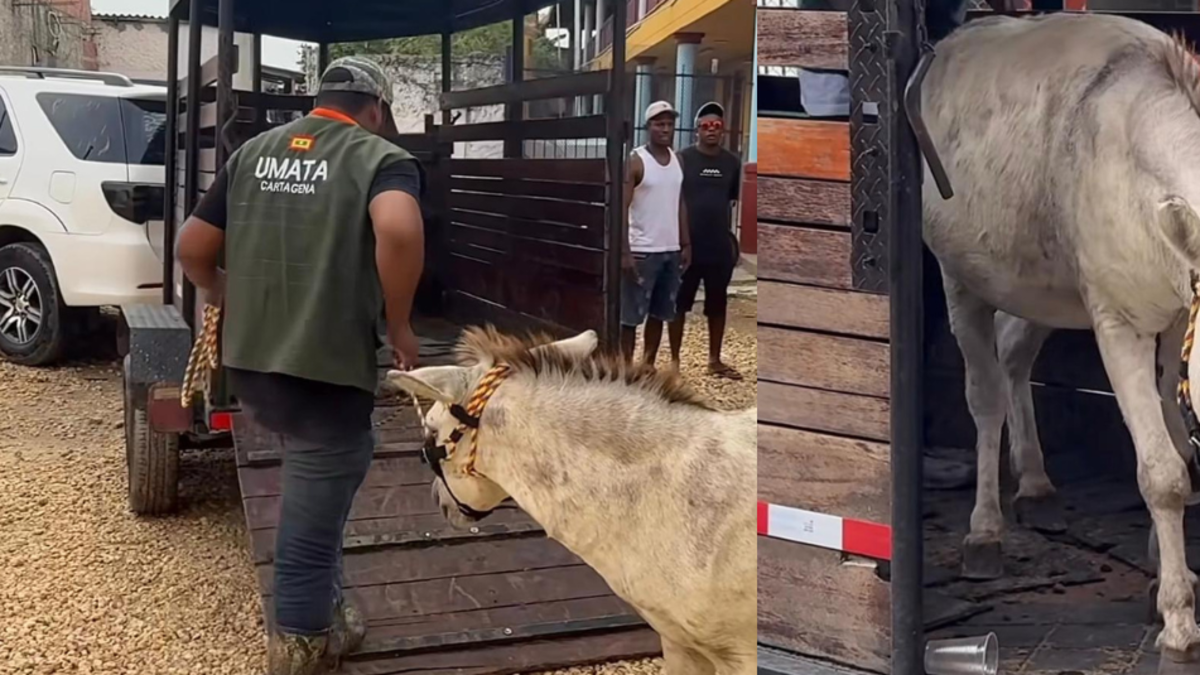 Rescate burro Cartagena — Rescate burro Cartagena: Salvan equino maltratado en Isla Grande